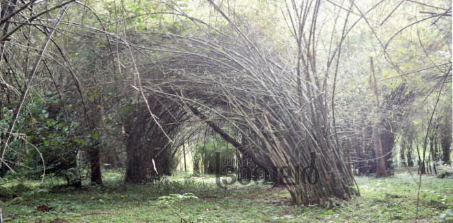 mupliyam bamboo forest
